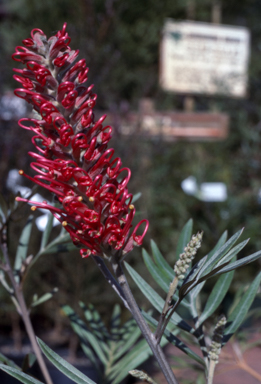 APII jpeg image of Grevillea 'Pink Parfait'  © contact APII