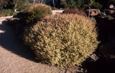 APII jpeg image of Hypocalymma 'Golden Veil'  © contact APII