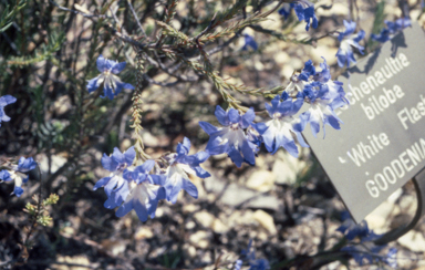 APII jpeg image of Lechenaultia 'White Flash'  © contact APII