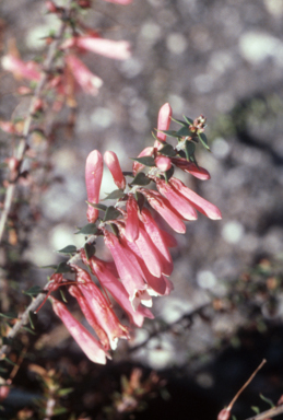 APII jpeg image of Epacris reclinata  © contact APII