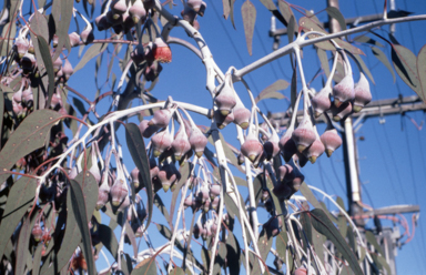 APII jpeg image of Eucalyptus caesia  © contact APII