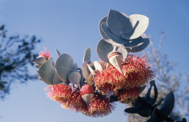 APII jpeg image of Eucalyptus rhodantha  © contact APII