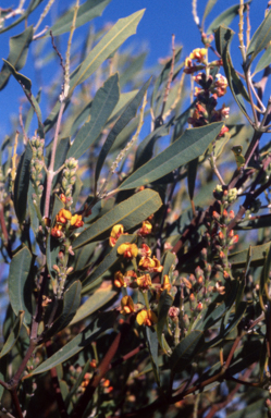 APII jpeg image of Gastrolobium laytonii  © contact APII