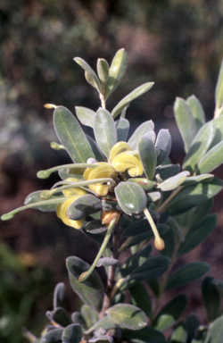 APII jpeg image of Grevillea arenaria  © contact APII