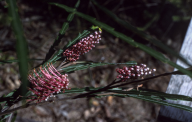 APII jpeg image of Grevillea asplenifolia  © contact APII