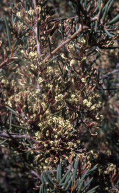 APII jpeg image of Hakea commutata  © contact APII
