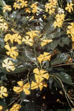 APII jpeg image of Hymenosporum flavum  © contact APII