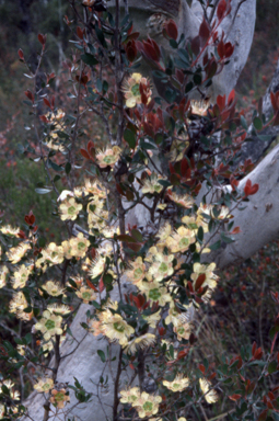 APII jpeg image of Leptospermum lanigerum  © contact APII