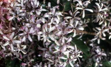 APII jpeg image of Melia azedarach  © contact APII