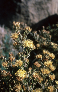 APII jpeg image of Phebalium squamulosum  © contact APII