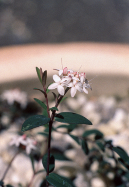 APII jpeg image of Pimelea spicata  © contact APII