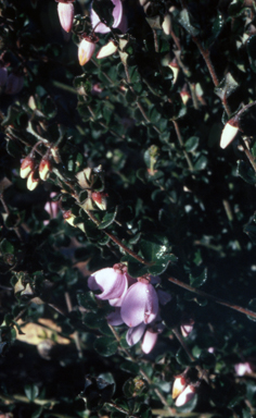 APII jpeg image of Tetratheca ciliata  © contact APII