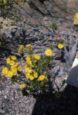 APII jpeg image of Verticordia grandiflora  © contact APII