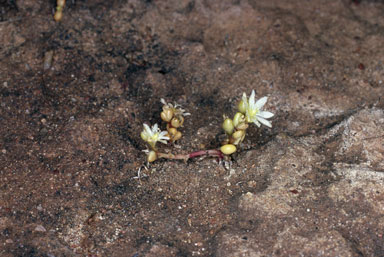 APII jpeg image of Calandrinia granulifera  © contact APII