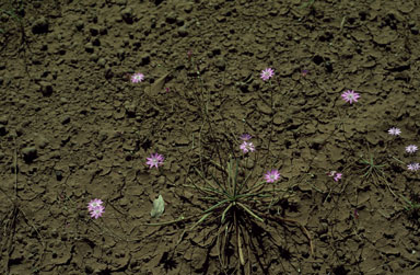 APII jpeg image of Calandrinia quadrivalvis  © contact APII