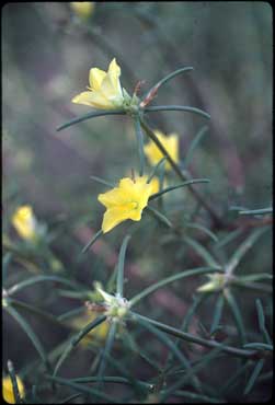 APII jpeg image of Portulaca decipiens  © contact APII