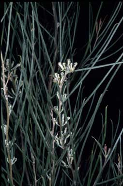 APII jpeg image of Hakea adnata  © contact APII