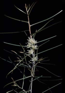 APII jpeg image of Hakea cycloptera  © contact APII