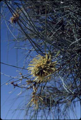 APII jpeg image of Hakea chordophylla  © contact APII