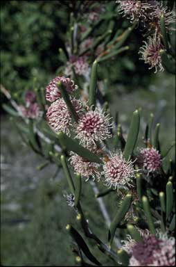 APII jpeg image of Hakea clavata  © contact APII