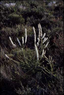 APII jpeg image of Hakea costata  © contact APII