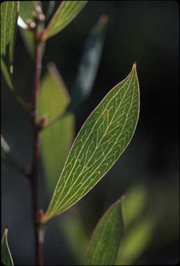 APII jpeg image of Hakea dactyloides  © contact APII