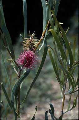 APII jpeg image of Hakea grammatophylla  © contact APII