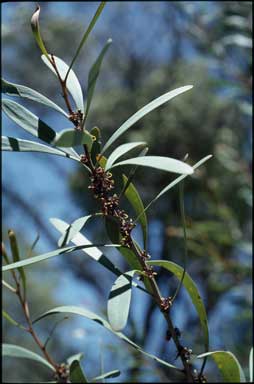 APII jpeg image of Hakea hookeriana  © contact APII