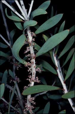 APII jpeg image of Hakea incrassata  © contact APII