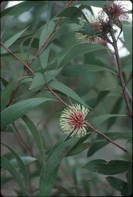 APII jpeg image of Hakea laurina  © contact APII