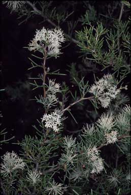 APII jpeg image of Hakea lissocarpha  © contact APII