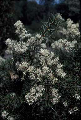 APII jpeg image of Hakea lissocarpha  © contact APII