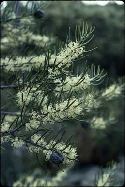 APII jpeg image of Hakea lissosperma  © contact APII