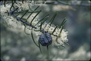 APII jpeg image of Hakea lissosperma  © contact APII