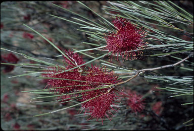 APII jpeg image of Hakea maconochieana  © contact APII