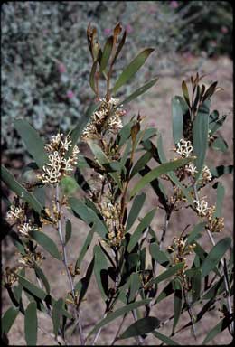 APII jpeg image of Hakea pandanicarpa  © contact APII