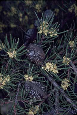 APII jpeg image of Hakea propinqua  © contact APII