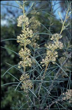 APII jpeg image of Hakea recurva  © contact APII