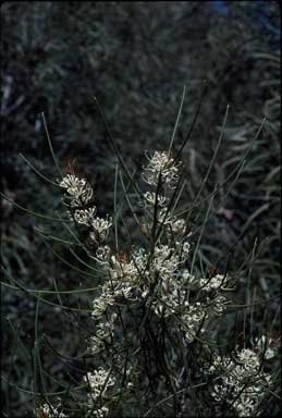 APII jpeg image of Hakea rostrata  © contact APII