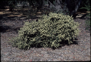 APII jpeg image of Hakea rugosa  © contact APII