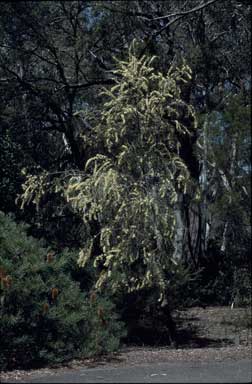 APII jpeg image of Hakea tephrosperma  © contact APII