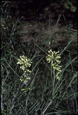 APII jpeg image of Hakea tephrosperma  © contact APII