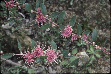 APII jpeg image of Hakea 'Burrendong Beauty'  © contact APII