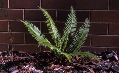 APII jpeg image of Blechnum nudum  © contact APII