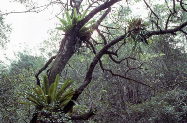 APII jpeg image of Asplenium australasicum  © contact APII