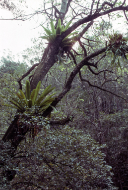 APII jpeg image of Asplenium australasicum  © contact APII