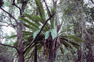 APII jpeg image of Asplenium australasicum  © contact APII