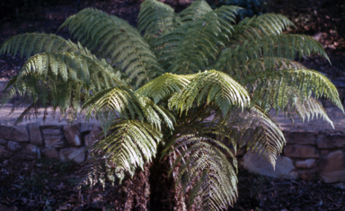 APII jpeg image of Dicksonia antarctica  © contact APII