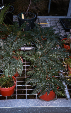 APII jpeg image of Polystichum proliferum  © contact APII