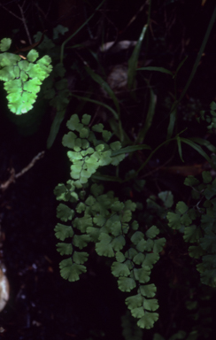 APII jpeg image of Adiantum capillusveneris  © contact APII